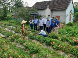 Thanh Chương kiểm tra mô hình trồng sâm thổ hào